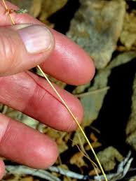 Image result for Eragrostis nindensis