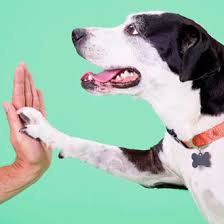 I was a pet groomer for years at petco. Dog Puppy Supplies 35 Off Repeat Delivery Petco