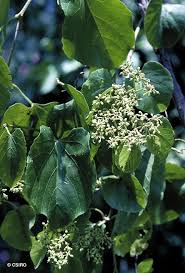 Image result for Cissus glaucophylla
