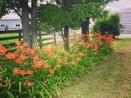Beautiful Tiger Lilies Wide Open On This Lovely Lazyhazydaysofsummer Or Ditch Lilies As Some Like To Call Them Landscape Design Landscape My Secret Garden