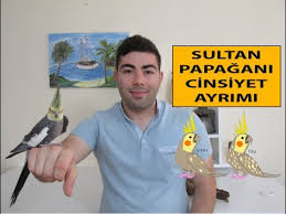 Sultan Papagani Cinsiyet Ayrimi Youtube