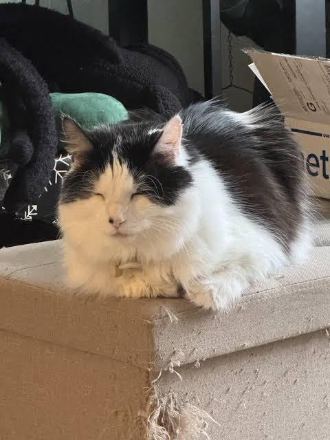 Is this a pain loaf? : r/RenalCats