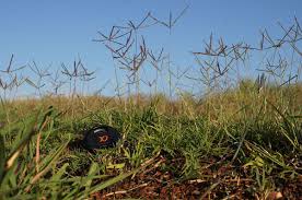 Image result for Cynodon incompletus