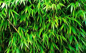 Examine the trench carefully to make sure you've cut through all of the rhizomes joining the two sections of bamboo. How To Get Rid Of Bamboo Kings Plant Doctor