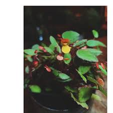 Image result for Begonia elaeagnifolia
