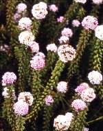 Image result for Stoebe