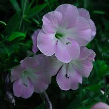 Image result for Barleria holubii