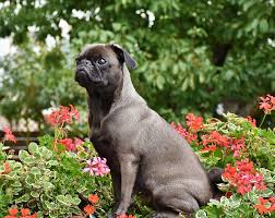 To properly address the issue of keeping dogs out of flower gardens. How To Grow Dog Friendly Garden Design Fences And Plants For Dogs