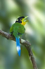 Exotic Birds With Long Tail Feathers Fairy Wren Beautiful Birds Most Beautiful Birds Rare Birds