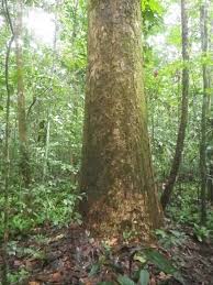 Image result for Gilbertiodendron