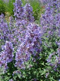 Pin On Plants I Want For My Garden Perth Wa