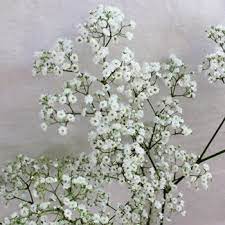 Million Star Bulk Babys Breath Flower Fiftyflowers Com Babys Breath Flowers Babys Breath Popular Flowers
