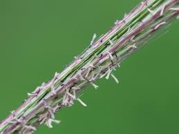 Image result for Enteropogon monostachyos