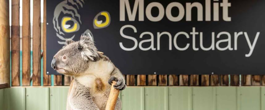 Moonlit Sanctuary