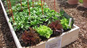Depending on how you've landscaped your garden or yard, you may actually be making. How To Prevent Bugs From Eating Vegetables In Your Garden Ortho
