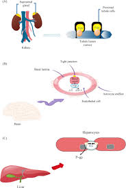 Image result for P-Glycoprotein