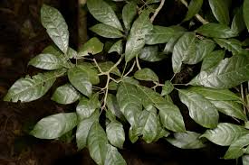 Image result for Cola greenwayi