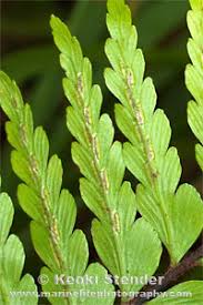 Image result for Asplenium holstii