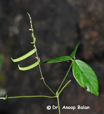 Image result for Teramnus repens