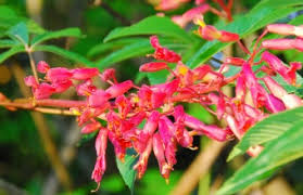 We did not find results for: Out My Backdoor Red Buckeye A Hummingbird Favorite Department Of Natural Resources Division