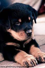 This includes the weight of the rottweiler, their it is not only important to know how much a rottweiler puppy should eat. Pin On Dogs