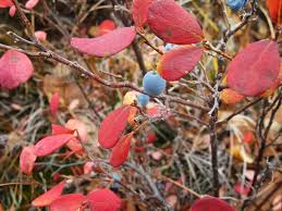 But with the chemical explanation out of the way, the question still remains: Blueberry Leaves Turning Red Top Tips On Why