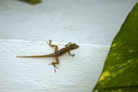 Aug 14, 2018 · large lizards such as the komodo prey on large animals such as water buffaloes while smaller lizards such as the chameleon prey on insects. 12 Creative Ways To Get Rid Of Lizards On Your Porch Wigglywisdom Com