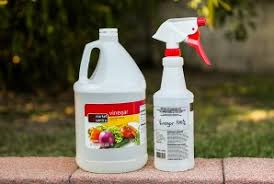 If you don't have access to a steam cleaner, you can scrub the carpet with a rag, using a mixture of dishwashing liquid and water. 3 Natural Ways To Remove Mold From Car Seats And Interior Wheels Guide