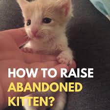 How To Take Care Of Abandoned Kittens Taking Care Of Kittens Kitten Care Kitten Rescue