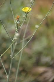 Image result for Tolpis