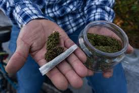 Ya es legal la mota en méxico 2021. Senado Da Paso Para Legalizar Marihuana Ntr Guadalajara