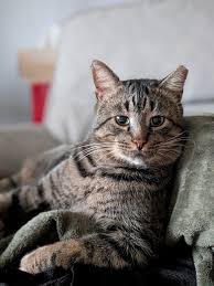 ‪Adoptable Cats – SPCA‬‏