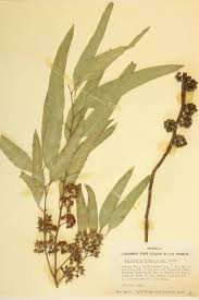 Image result for Eucalyptus tereticornis