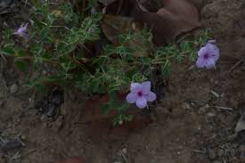 Image result for Barleria macrostegia