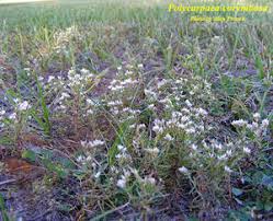 Image result for Polycarpaea corymbosa