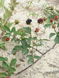 Image result for Rubus