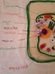 Maybe you would like to learn more about one of these? Plant Cell Project Ideas Plant Cell T Shirt Cells Project Plant Cell Project Plant And Animal Cells