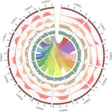 Image result for Entada phaneroneura