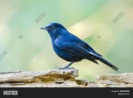 Nonetheless, it is a fairly. Male White Tailed Image Photo Free Trial Bigstock