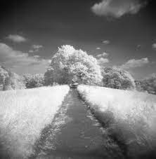 Hoga 120 Cfn Infrared Film Infrared Photography Bw Photography Film Photography 35mm