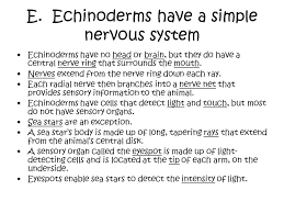 Phylum Echinodermata What Is An Echinoderm Phylum Echinodermata Members Of This Phylum Have Many Unusual Characteristics They Move By Means Of Hundreds Ppt Download