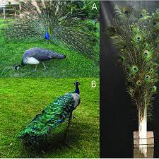 Check spelling or type a new query. Peacocks And The Model Peacock Train A An Indian Peacock Displaying Download Scientific Diagram