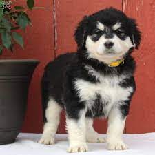 Alaskan Malamute Mix Puppies For Sale Greenfield Puppies