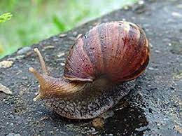 Check spelling or type a new query. éžæ´²å¤§è¸ç‰› éžæ´²å¤§è¸ç‰› å­¸å Achatina Fulica æ˜¯ä¸­å¤§åž‹çš„ ç™¾ç§'çŸ¥è­˜ä¸­æ–‡ç¶²