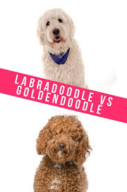F1b goldendoodle puppies for sale near me. Labradoodle Vs Goldendoodle Which Is Right For You