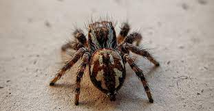 Pests can be huge, well, pests if they get inside and decide to make a home. Pest Control Who Is Responsible Landlords Or Tenants Rent Blog