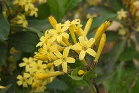 Image result for Cestrum parqui
