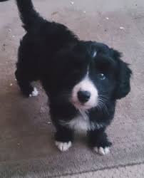 Congratulations to all of our new bordoodle owners and, of course, to the puppies for finding their forever homes! Borderdoodle Puppies For Sale Uk