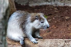 This shark gets its name because it eats by taking small pieces from various animals. Meet These 10 Crazy Looking Animals From Cuba Page 3 Animal Encyclopedia