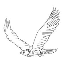 Golden eagles colouring pages eagle drawing coloring pages. 20 Cute Eagle Coloring Pages For Your Little Ones